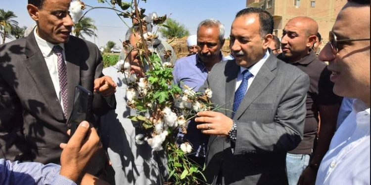 محافظ أسيوط يفتتح موسم جنى القطن وسط فرحة المزارعين وغناء الأطفال للذهب الأبيض