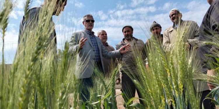 تنظيم يوم حقل إرشاد زراعي لتقديم حلول ذكية لجودة محصول القمح في دمياط